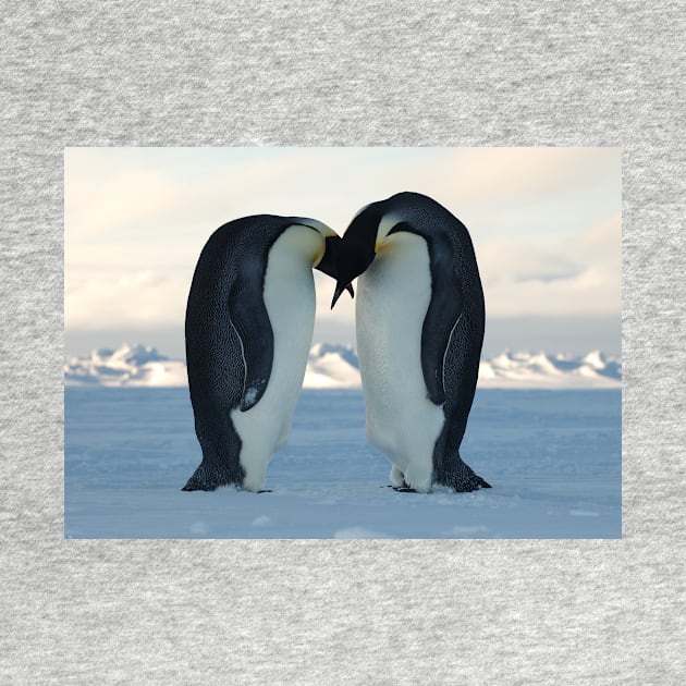 Emperor Penguin Courtship by Bravuramedia